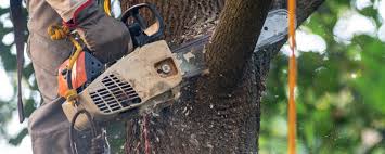 How Our Tree Care Process Works  in  Muldraugh, KY