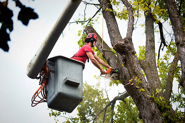 Best Tree and Shrub Care  in Muldraugh, KY